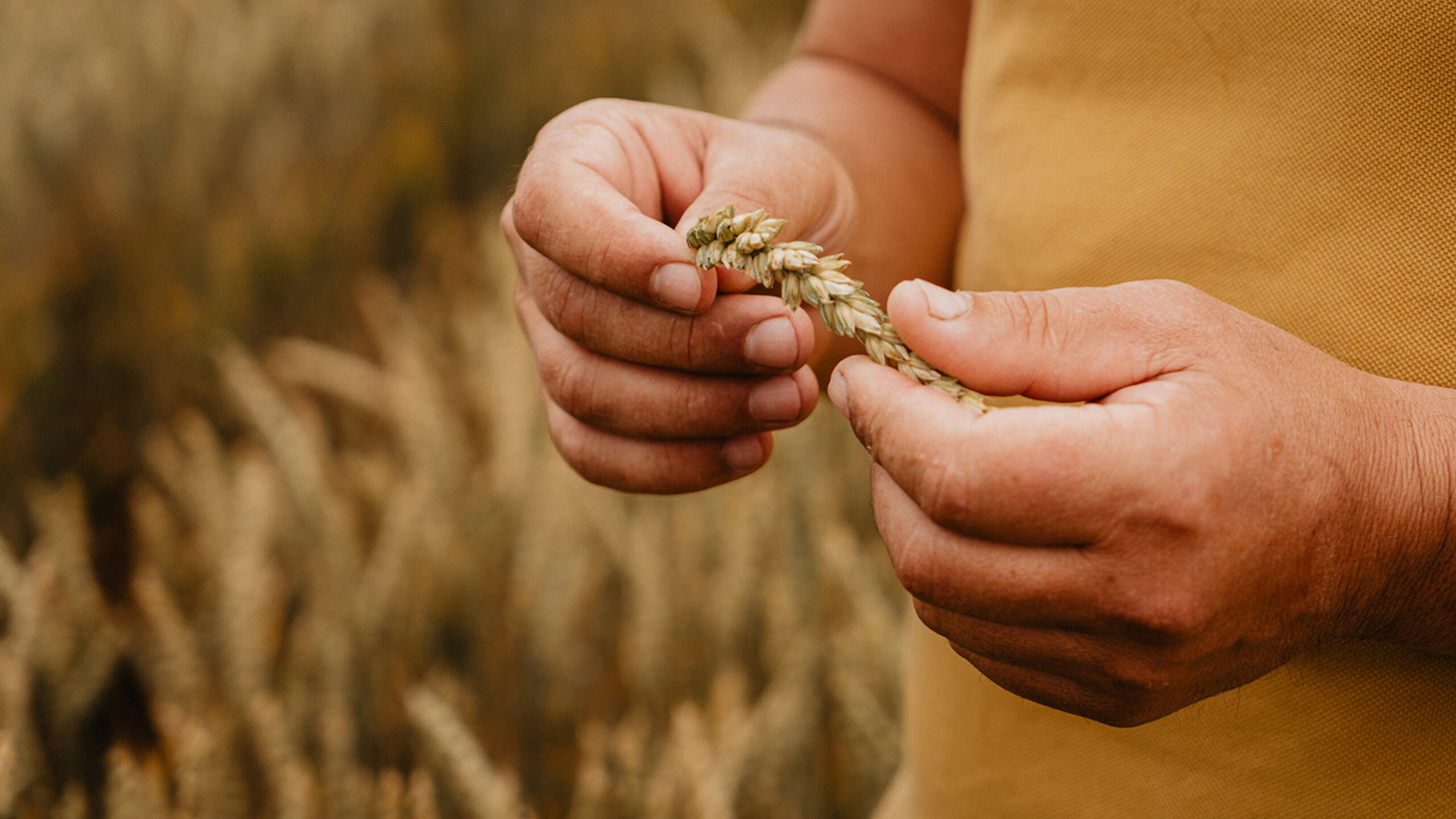 2560×1440-summum-hero